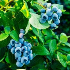 Tifblue Blueberry Bush -Garden Oasis TifBlue Blueberry 1