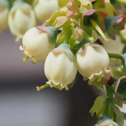 Top Hat Blueberry Bush -Garden Oasis TopHat BLueberry 3