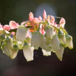 Toro Blueberry Bush - USDA Organic -Garden Oasis Toro Blueberry 3 1cbc3ceb 6262 43bb 917a 490851827d67