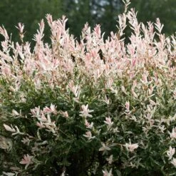 Tri-Color Willow Tree -Garden Oasis Tri color Willow 1 FGT 7d486ca6 2975 4fd2 8639 4e87e9aac05c