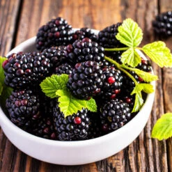 Triple Crown Blackberry Plant - USDA Organic -Garden Oasis Triple Crown Blackberry 2 f4c1707d 0278 4583 832b 171127df1ba2