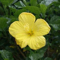 Yellow Tropical Hibiscus Tree 6 Yellow Tropical Hibiscus Tree -Garden Oasis Tropical Hibiscus Yellow 3