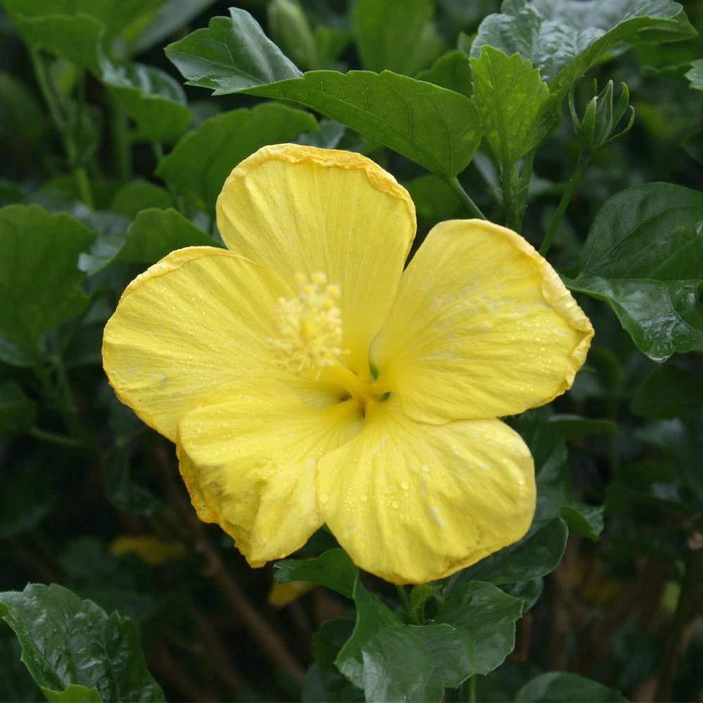 Yellow Tropical Hibiscus Tree 3 Yellow Tropical Hibiscus Tree - Image 3