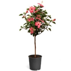 Pink Tropical Hibiscus Tree 9 Pink Tropical Hibiscus Tree -Garden Oasis Tropical Pink Hibiscus 2