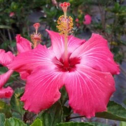 Pink Tropical Hibiscus Tree 7 Pink Tropical Hibiscus Tree -Garden Oasis Tropical Pink Hibiscus 3 FGT