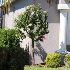 Pink Tropical Hibiscus Tree 8 Pink Tropical Hibiscus Tree -Garden Oasis Tropical Pink Hibiscus 6