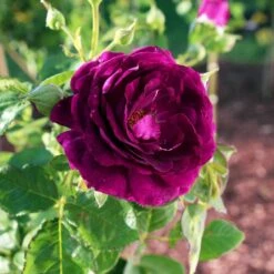 Twilight Rose Shrub -Garden Oasis Twilight Rose Shrub 1
