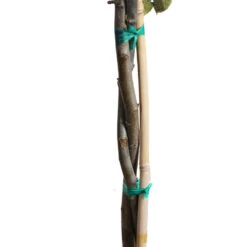 Fuji & Haralson Twisted Apple Tree -Garden Oasis Twisted Apple CU 75158d59 8261 42d2 ad8a ae814d607412