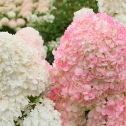 Vanilla Strawberry™ Hydrangea Shrub -Garden Oasis Vanilla Strawberry Hydrangea 2 FGT