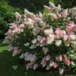Vanilla Strawberry⢠Hydrangea Shrub