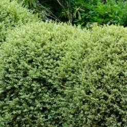 Variegated Boxwood Shrub 6 Variegated Boxwood Shrub -Garden Oasis Variegated Boxwood 1