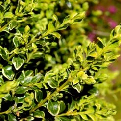 Variegated Boxwood Shrub 7 Variegated Boxwood Shrub -Garden Oasis Variegated Boxwood 4 FGT