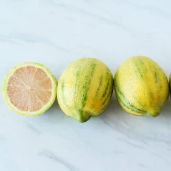 Pink Variegated Eureka Lemon Bush -Garden Oasis Variegated Pink Eureka 2 BB