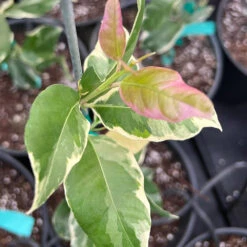 Pink Variegated Eureka Lemon Tree -Garden Oasis Variegated Pink Eureka 7 056a21e5 a8ca 49f0 ab7f 8c763a03bbd9