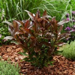 Coppertop® Sweet Viburnum Shrub 7 Coppertop® Sweet Viburnum Shrub -Garden Oasis Viburnum Coppertop 2