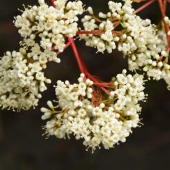 Coppertop® Sweet Viburnum Shrub 8 Coppertop® Sweet Viburnum Shrub -Garden Oasis Viburnum Coppertop 3