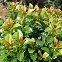 Volcano Cherry Laurel -Garden Oasis Volcano Laurel 3 FGT