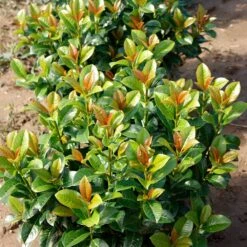 Volcano Cherry Laurel -Garden Oasis Volcano Laurel 4