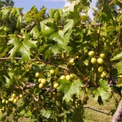 Wine Lover's Kit 8 Wine Lover's Kit -Garden Oasis WIne Lovers Kit 2