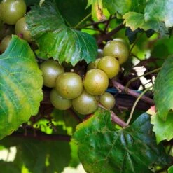 Wine Lover's Kit 9 Wine Lover's Kit -Garden Oasis WIne Lovers Kit 3