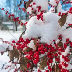 Winter Red Winterberry Holly Shrub -Garden Oasis WInter Red winterberry 3