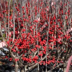 Winter Red Winterberry Holly Shrub -Garden Oasis WInter Red winterberry 3G