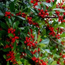 Winter Red Winterberry Holly Shrub -Garden Oasis WInter Red winterberry 6