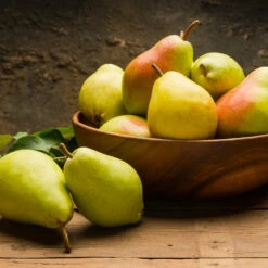 Warren Pear Tree -Garden Oasis Warren Pear Tree 1