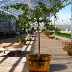 Weeping Extraordinaire™ Cherry Tree -Garden Oasis Weeping Extraordinaire Cherry 1