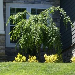 Weeping Extraordinaire™ Cherry Tree -Garden Oasis Weeping Extraordinaire Cherry 4