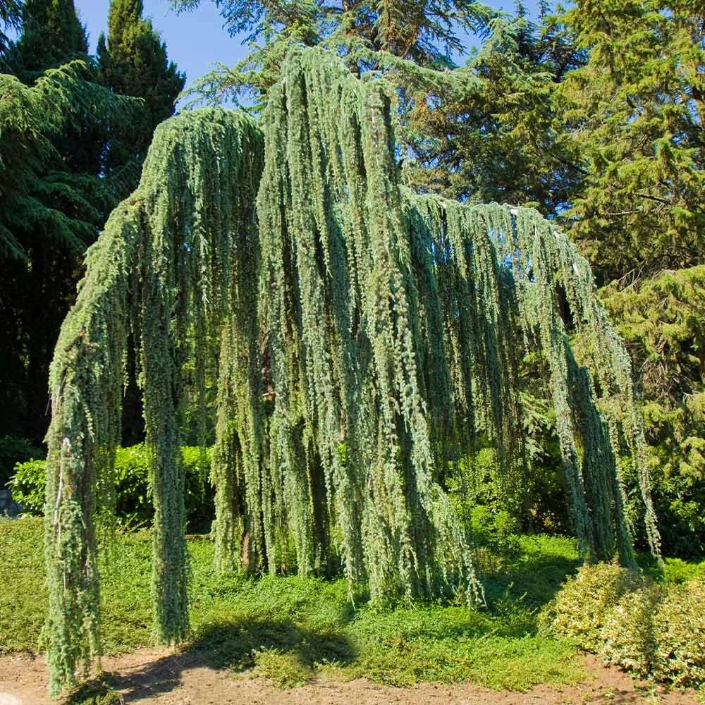 Weeping Blue Atlas Cedar Tree 2 Weeping Blue Atlas Cedar Tree - Image 2