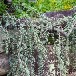 Weeping Blue Atlas Cedar Tree 6 Weeping Blue Atlas Cedar Tree -Garden Oasis Weeping Blue atlas Cedar 5 FGT