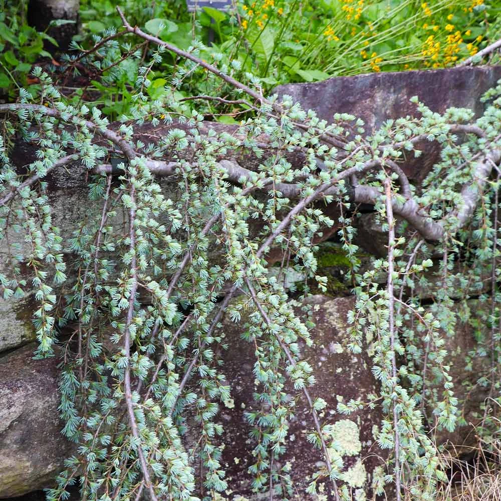 Weeping Blue Atlas Cedar Tree 3 Weeping Blue Atlas Cedar Tree - Image 3