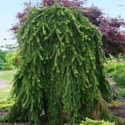 Weeping Norway Spruce Tree -Garden Oasis Weeping Norway SPruce 2