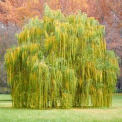 Weeping Willow -Garden Oasis Weeping Willow 11 FGT