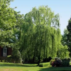 Weeping Willow -Garden Oasis Weeping Willow 2 FGT