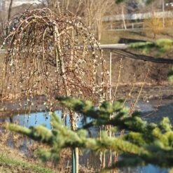Weeping Pussy Willow 9 Weeping Pussy Willow -Garden Oasis Weeping pussy willow 1