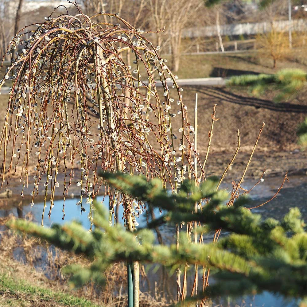 Weeping Pussy Willow 5 Weeping Pussy Willow - Image 5