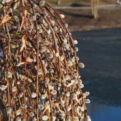 Weeping Pussy Willow 7 Weeping Pussy Willow -Garden Oasis Weeping pussy willow 2 FGT