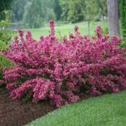 Sonic BloomĀ® Weigela Shrub