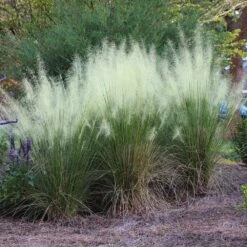 White Cloud Muhly Grass -Garden Oasis White Cloud Muhly Grass 4 FGT