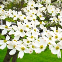 White Dogwood -Garden Oasis White Dogwood 19 FGT