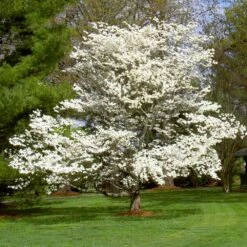 White Dogwood -Garden Oasis White Dogwood 7 FGT