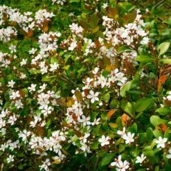 Snow White Indian Hawthorn Shrub -Garden Oasis White Indian Hawthorn 1