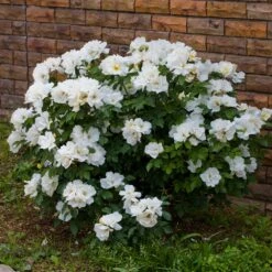 White Knock Out® Rose -Garden Oasis White Knockout Rose 4