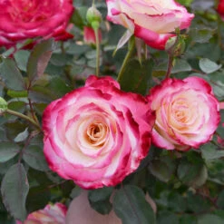 White Lies™ Rose Shrub -Garden Oasis White Lies Rose 2