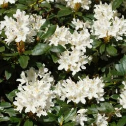 White Rhododendron -Garden Oasis White Rhododendron 2 FGT
