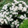 White Rhododendron