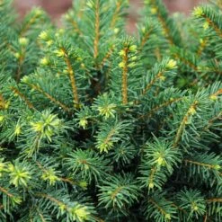 White Spruce Tree -Garden Oasis White Spruce Tree 3 FGT