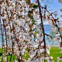 White Weeping Cherry Tree -Garden Oasis White Weeping Cherry 3 FGT